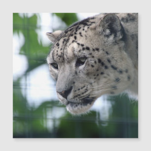 Leopardo 003