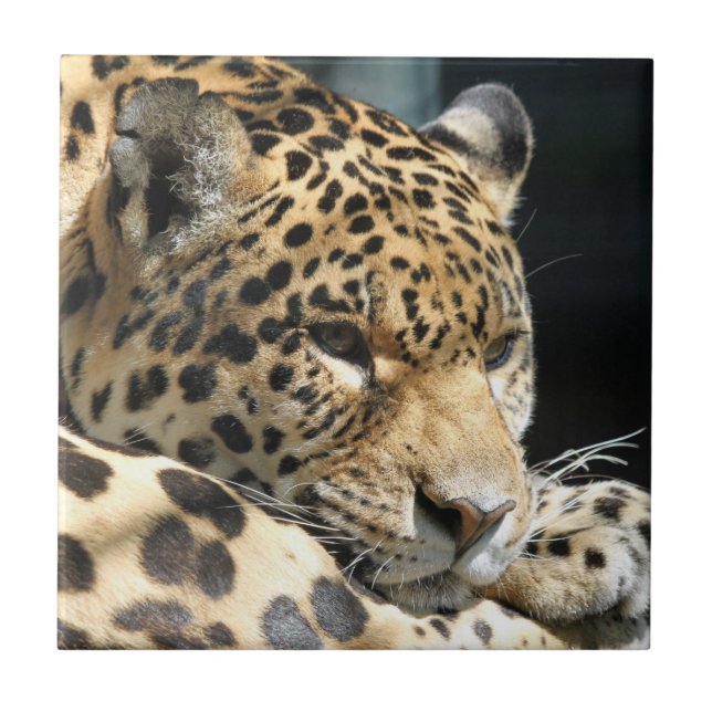 Leopardo 004 (Frente)
