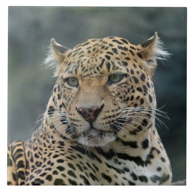 Leopardo 006 (Frente)