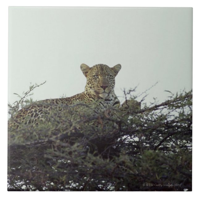 Leopardo africano (Frente)