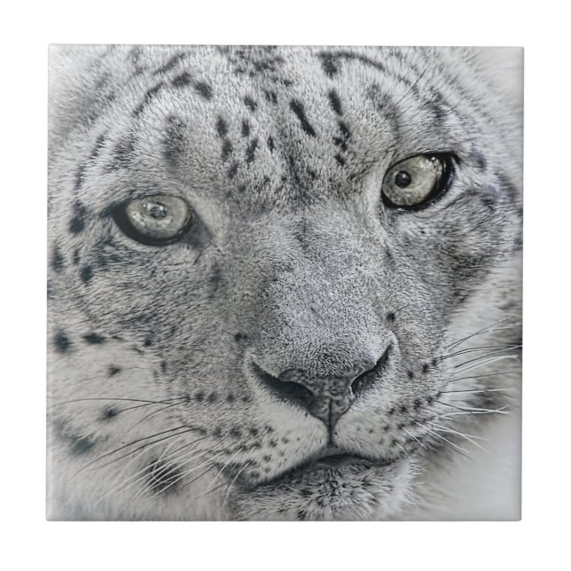 Leopardo branco exótico (Frente)