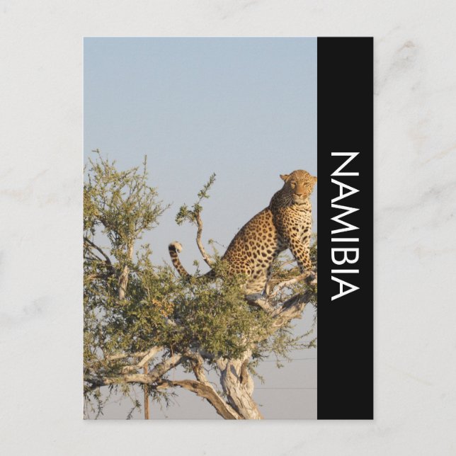 Leopardo, Cartão Postal da Namíbia (Frente)