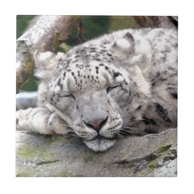 Leopardo de Neve - lindo! (Frente)