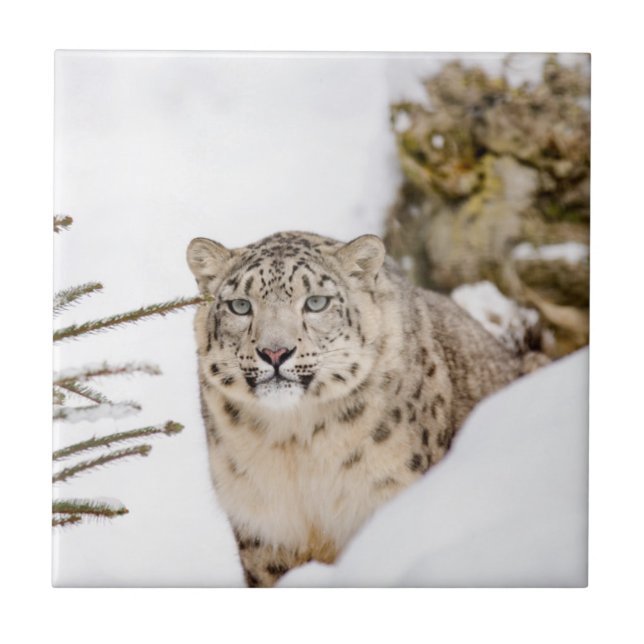 Leopardo de neve na neve (Frente)