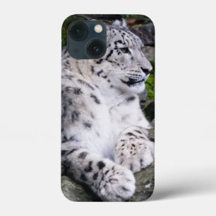 Leopardo de Neve Refrigerado