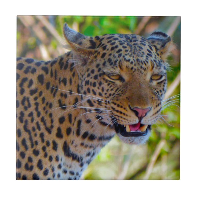 Leopardo-de-véu (Frente)