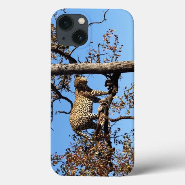 Leopardo em árvore na África (Verso)