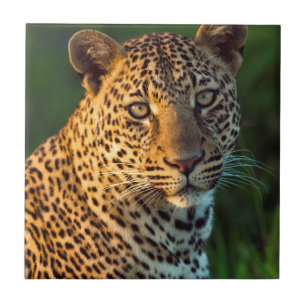 Leopardo Macho (Panthera Pardus) Filhote Adulto