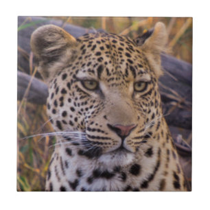Leopardo sentado, Botsuana, África