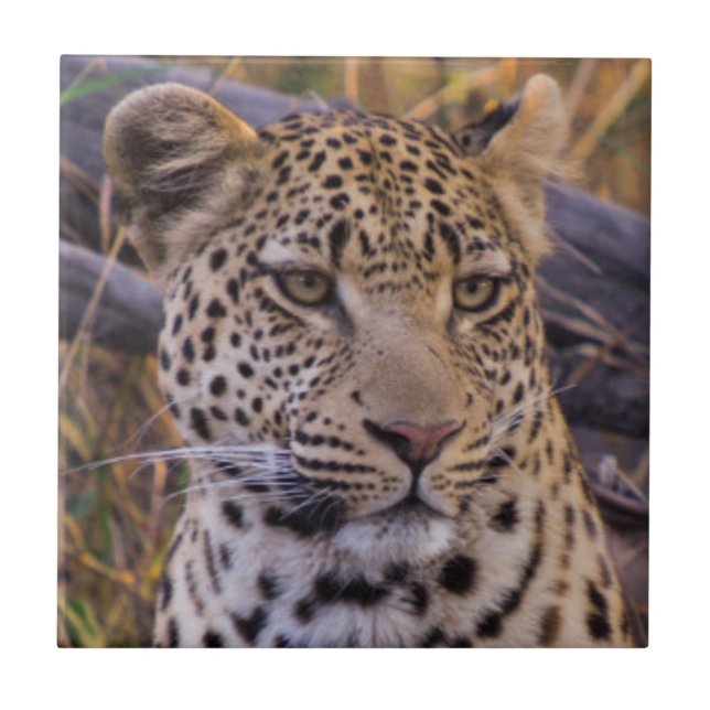 Leopardo sentado, Botsuana, África (Frente)