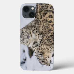 Leopardos de neve: