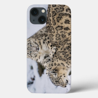 Leopardos de neve: