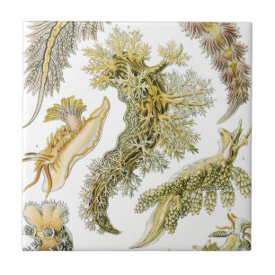 Lesmas Marinhas, Caracóis por Ernst Haeckel, Anima