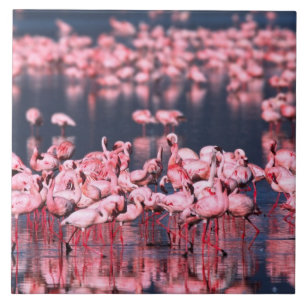 Lesser Flamingos (Phoeniconaias minor), África,