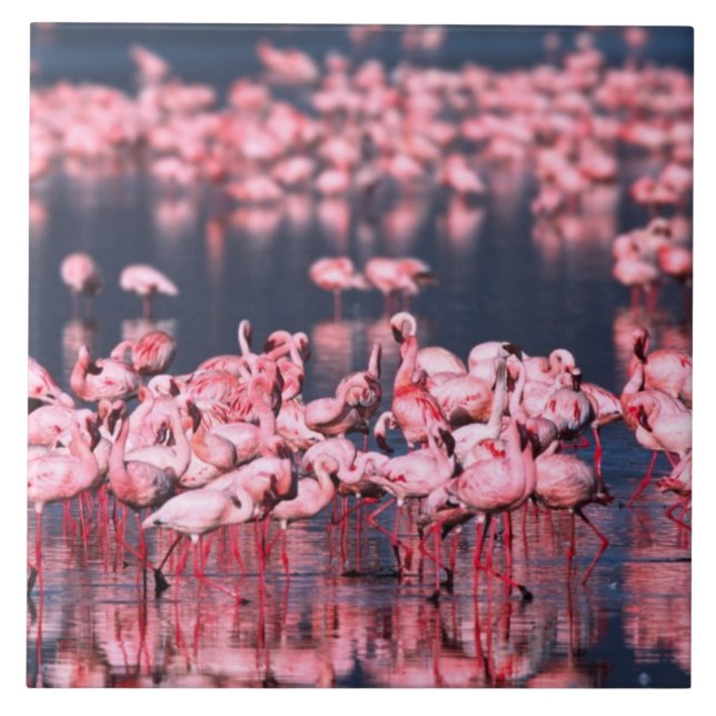 Lesser Flamingos (Phoeniconaias minor), África, (Frente)
