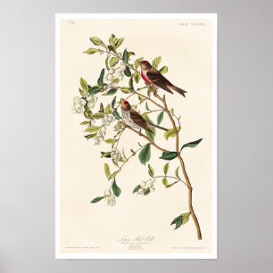 Lesser Red Poll by Audubon Poster