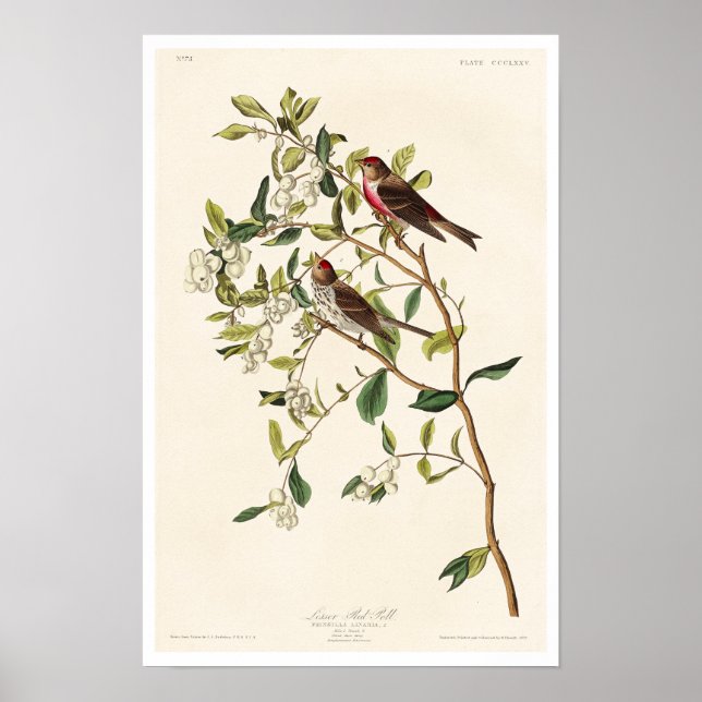 Lesser Red Poll by Audubon Poster (Frente)