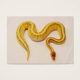 Letra "M" Yellow Ball Python