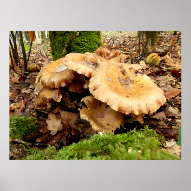 Leucopaxillus giganteus Mushroom Poster (Frente)