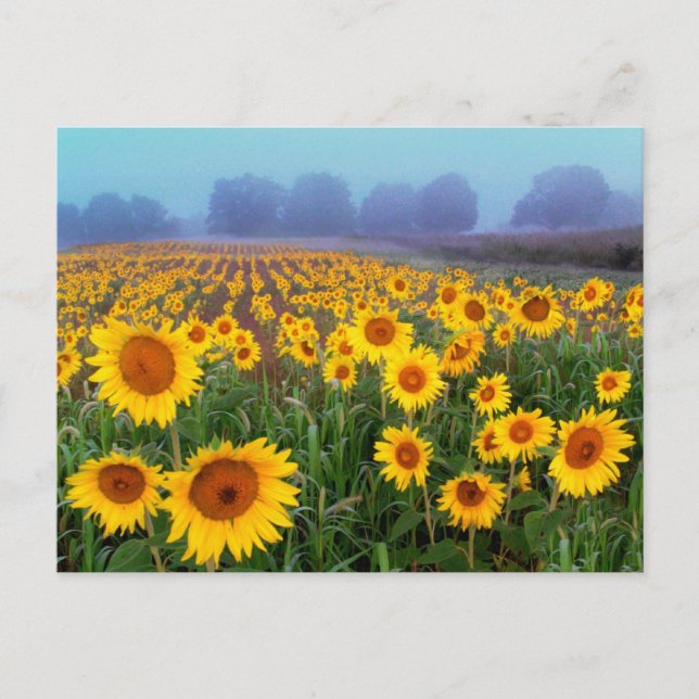 Levantamento do porco, cartão postal (Frente)