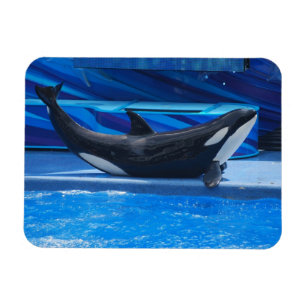Levantando o ímã flexível da orca