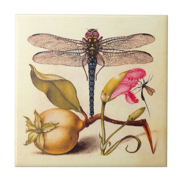 Libélula Arte Botânico da Natureza Hoefnagel (Frente)