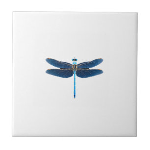 Libélula Azul - Inseto Vida Selvagem Amante Ento