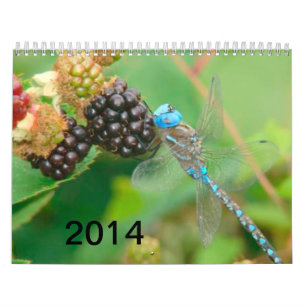 Libélula azul que come o calendário das framboes
