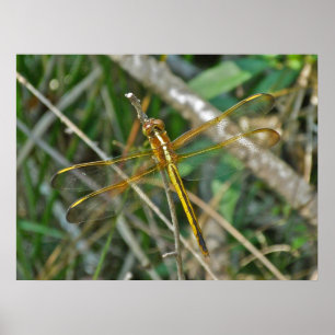Libélula dourada de Meadowhawk do poster