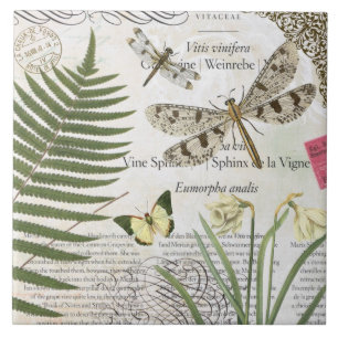 libélula moderna do francês do vintage