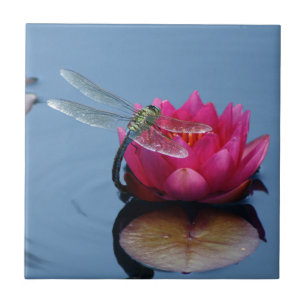 Libélula na flor de Lotus