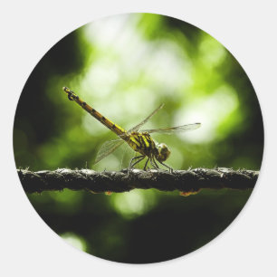Libélula no verde - etiquetas das belas artes