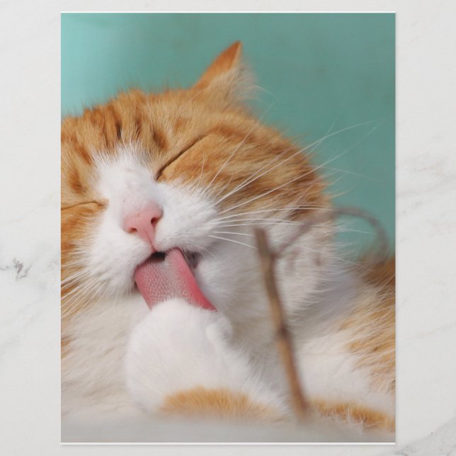 Licenças de Gatinho laranja (Frente)
