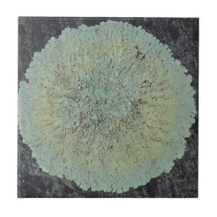 Lichen Mossy Circle