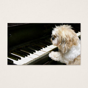 Lições de piano Shih Tzu