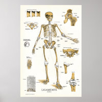 Ligações e juntas Anatomia Poster 24 X 36