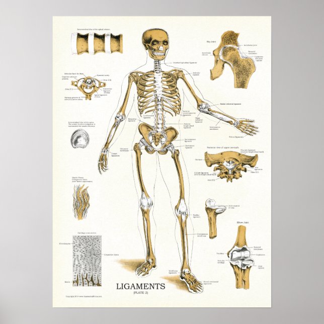Ligamentos e juntas Poster de anatomia (Frente)