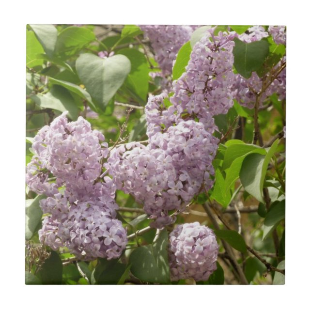 Lilac Bush Lindas Flores de primavera Roxas (Frente)