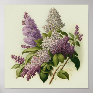 Lilac Flowers Art Impressão Poster
