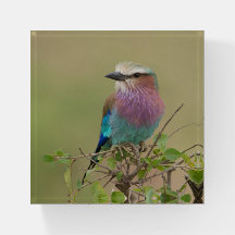 Lilac Rompente Rolo Presente Papel