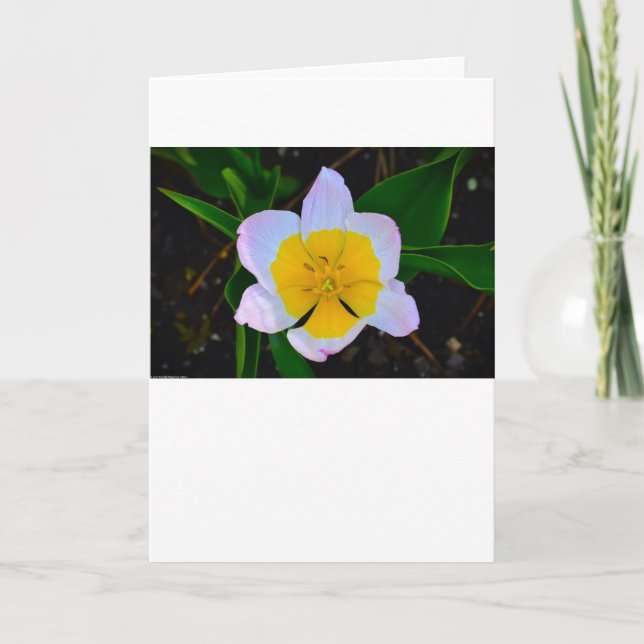 Lilac Wonder Tulip, Cartão (Frente)