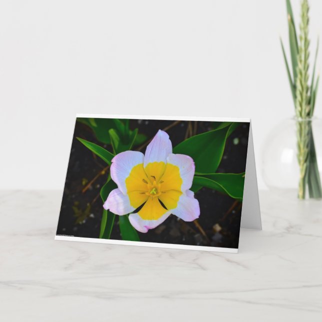 Lilac Wonder Tulip, Cartão (Frente)
