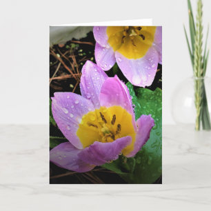 Lilac Wonder Tulip, cartão