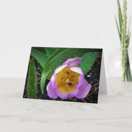 Lilac Wonder Tulip, cartão
