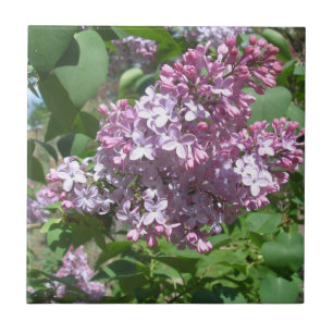 Lilacs