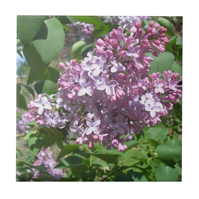 Lilacs (Frente)