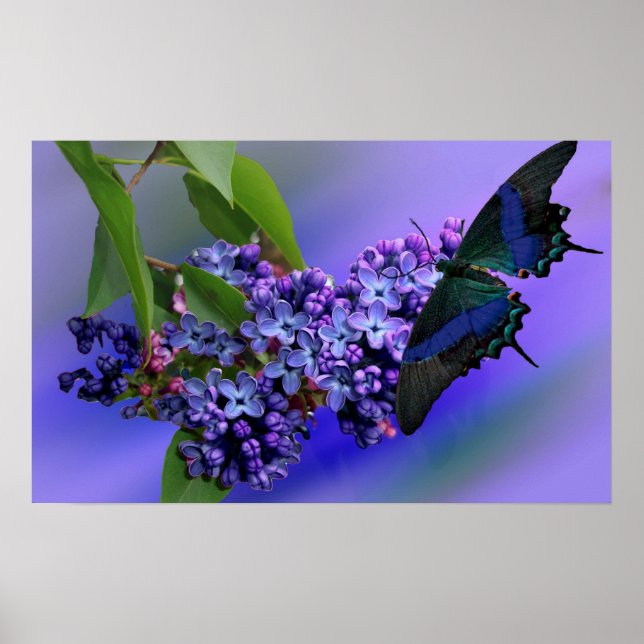 Lilacs & Butterfly Poster (Frente)