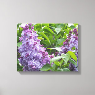 Lilacs da arte das canvas