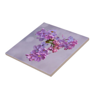 Lilacs na primavera