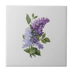 Lilases Frescos em cinzas - Decor Doméstico Francê